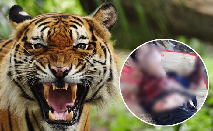 Nạn nhân bị hổ cắn đứt hai tay khi cầm thanh sắt trước chuồng