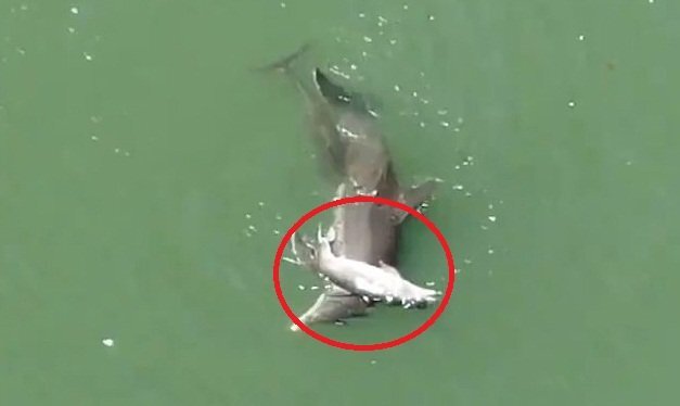 Rơi nước mắt clip cá heo mẹ đau buồn mang xác con bơi trên biển