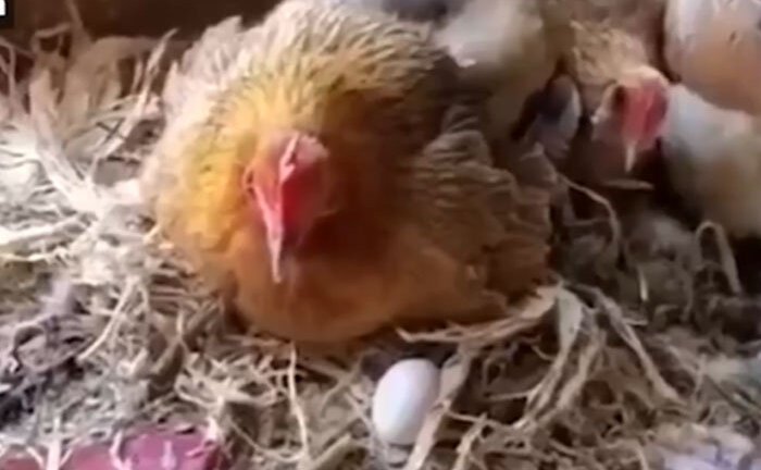 Clip: Người đàn ông 'thôi miên' gà để trộm trứng gây sốt mạng xã hội