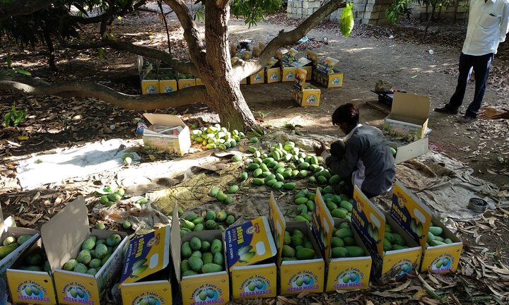 Giống xoài nổi tiếng đến mức được bán thông qua đấu giá ở Ấn Độ