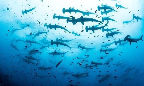 Hòn đảo tuyệt đẹp sở hữu số lượng cá mập nhiều hơn con người