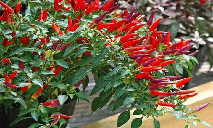 Trồng ớt lấy hạt, nông dân thu hơn 10 tỷ mỗi năm