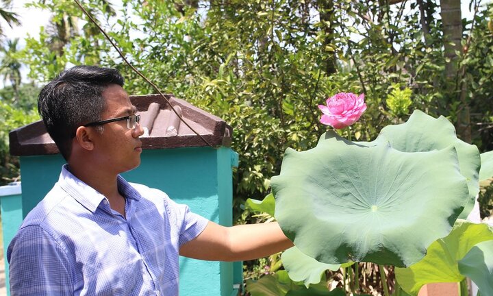 Ảnh: Ngắm vườn sen nở hoa nghìn cánh của chàng trai 9X xứ Quảng