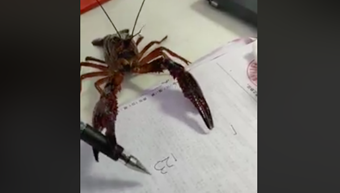 Con tôm tự cầm bút viết khiến dân mạng xôn xao