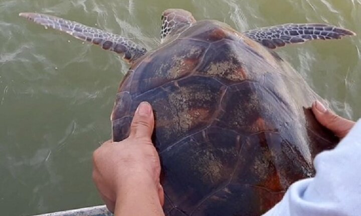 Ngư dân Nghệ An bắt được đồi mồi dứa quý hiếm