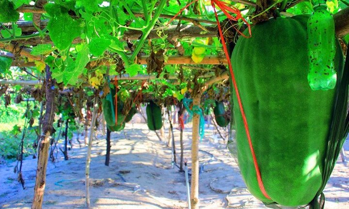'Hốt bạc' với trồng củ quả khổng lồ ở Việt Nam