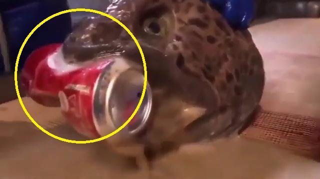 Clip: Lươn sói bị chặt lìa đầu vẫn cắn nát lon nước ngọt