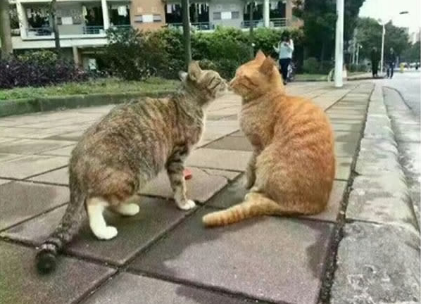 Mèo vàng bắt quả tang bạn tình đang cặp kè với 'trai lạ'