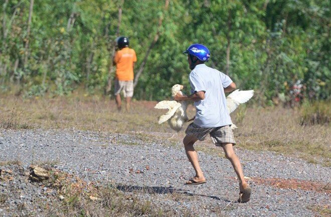 Xe chở vịt lật giữa đường, dân hùa vào hôi của