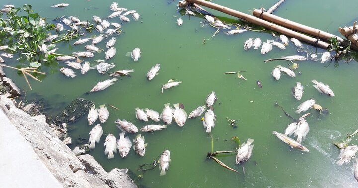 Cá chết nổi trắng hồ ở Đà Nẵng: Công ty Thoát nước khẳng định do nắng nóng, dân nói do nguồn nước thải