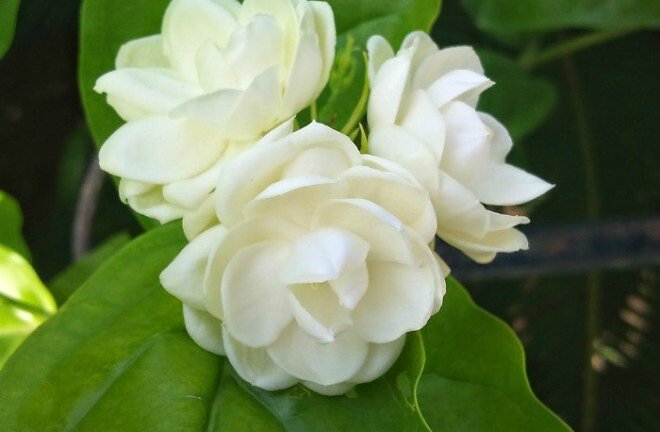 Muốn ngủ ngon hãy đặt ngay 6 loại cây này trong phòng