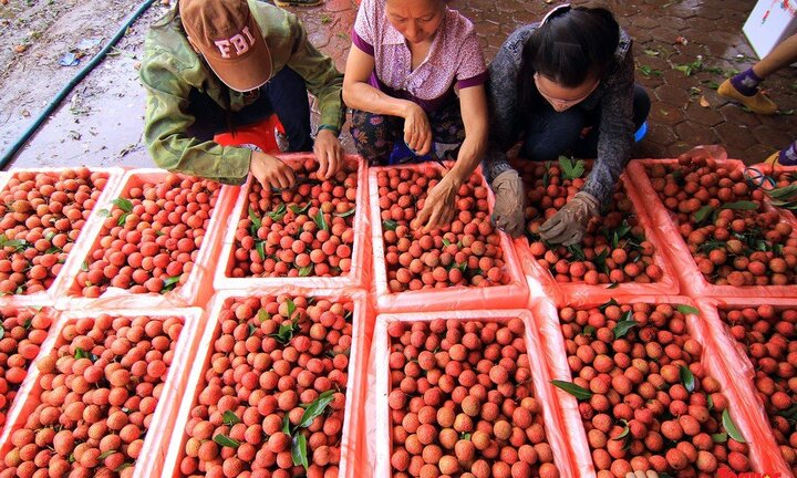 Vải thiều xuất sang Trung Quốc gặp khó vì điều này