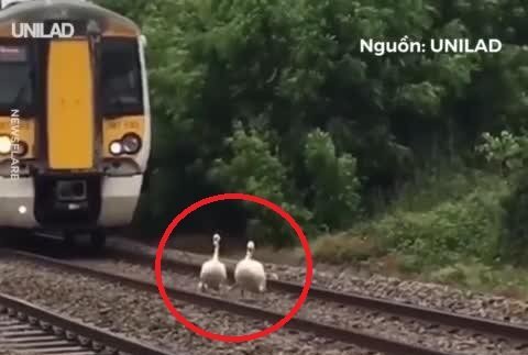 Video: Tàu hoả kiên nhẫn đi chậm nhường đường ray cho thiên nga