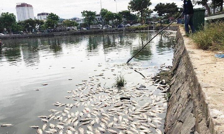 Hàng tấn cá tiếp tục chết nổi trắng hồ Thạc Gián: Sở TN-MT Đà Nẵng giải thích thế nào?