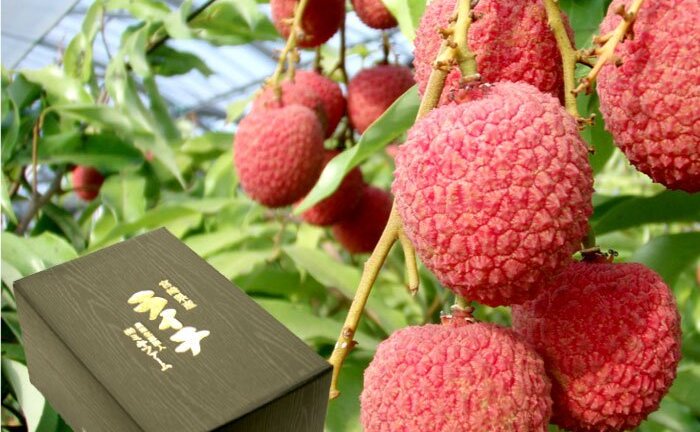 Video: Gần 240 nghìn đồng một quả vải thiều ở Nhật Bản, tin được không?