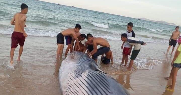 Cá voi dài hơn 5m dạt vào bờ biển Khánh Hòa