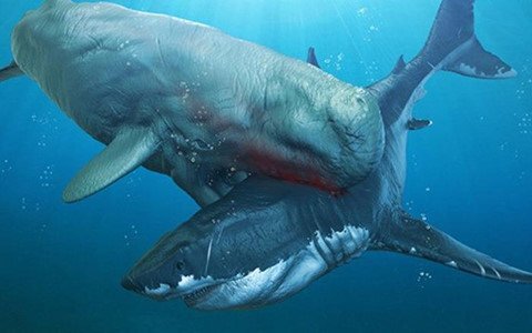 'Thủy quái' Livyatan - kình địch của Megalodon dưới đáy đại dương