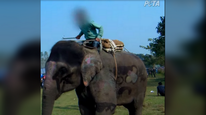 Phẫn nộ cảnh voi bị đánh đập dã man đến đổ máu để làm trò tiêu khiển