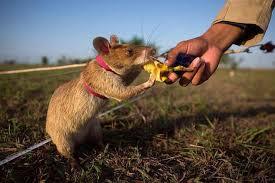 Chuột được huấn luyện để tháo gỡ bom, mìn ở Campuchia