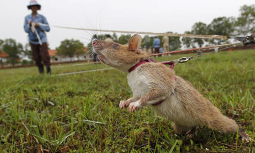 Video: Những con chuột khổng lồ được dùng để dò mìn tại Campuchia