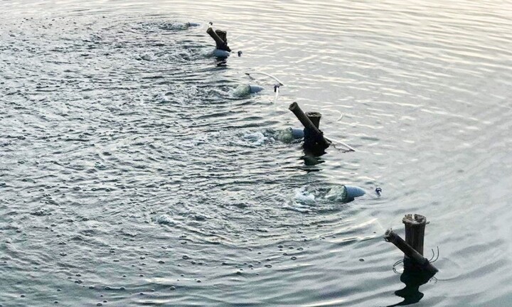 5 tấn cá chết nổi trắng hồ, Đà Nẵng khẩn cấp lắp hệ thống sục khí