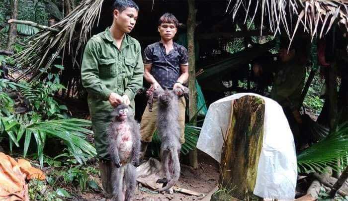 Săn bắn voọc xám quý hiếm, 5 nam thanh niên lĩnh gần 14 năm tù