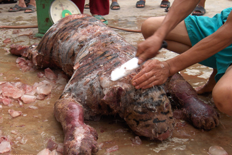 Tận mắt buổi ‘hành quyết’ chúa sơn lâm ở lò nấu cao hổ vùng Tây Bắc