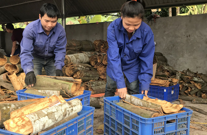 Trồng quế cay thu thành quả ngọt, thu lãi 10 tỷ đồng /năm