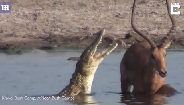 Vừa thoát khỏi hàm cá sấu, linh dương lại bị bầy linh cẩu cắn xé