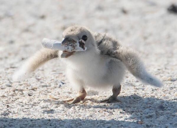 Thực trạng báo động sau bức ảnh chim mẹ mớm thuốc lá vào miệng con non