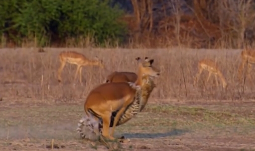 Video: Linh dương thoát khỏi báo đốm trong tình thế không ai ngờ