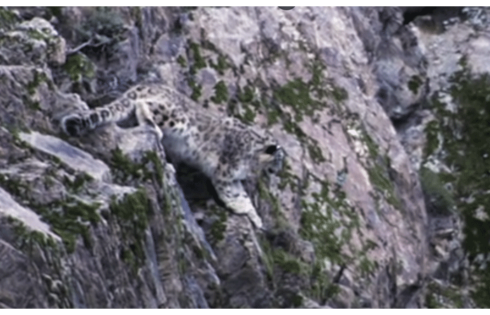 Video: Báo tuyết săn sơn dương trong cuộc rượt đuổi ngoạn mục trên núi đá