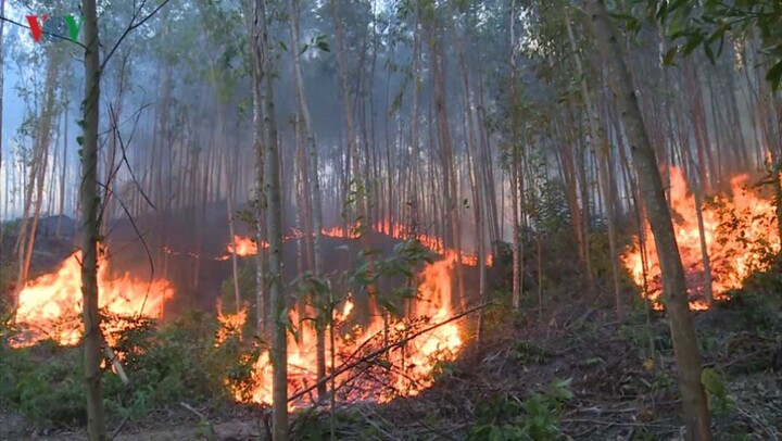 Hàng trăm người căng mình dập lửa rừng ở Quảng Ngãi