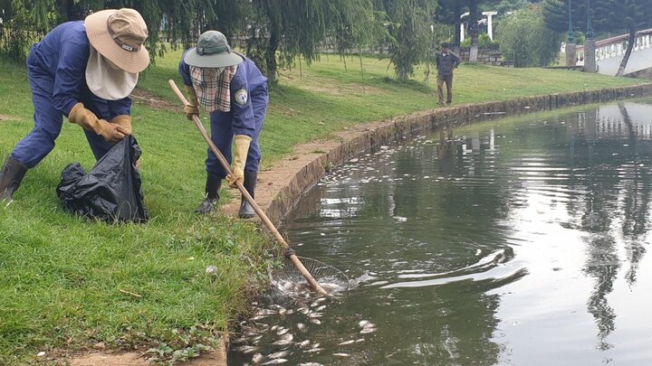 Nguyên nhân cá chết bốc mùi hôi thối nổi đầy hồ ở Lâm Đồng