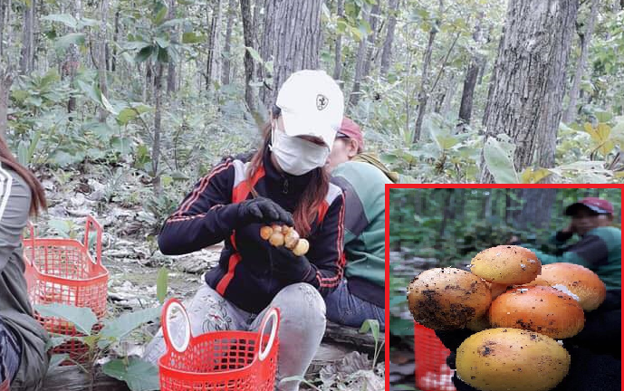 Theo chân người Ê Đê vào rừng 'săn' nấm quý ở Đắk Lắk