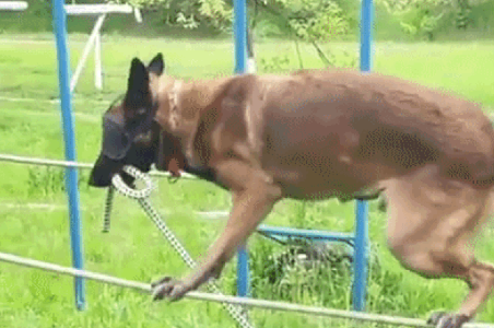 Clip: Chó nghiệp vụ bịt mắt đi thăng bằng trên dây khiến ai xem xong cũng ngỡ ngàng