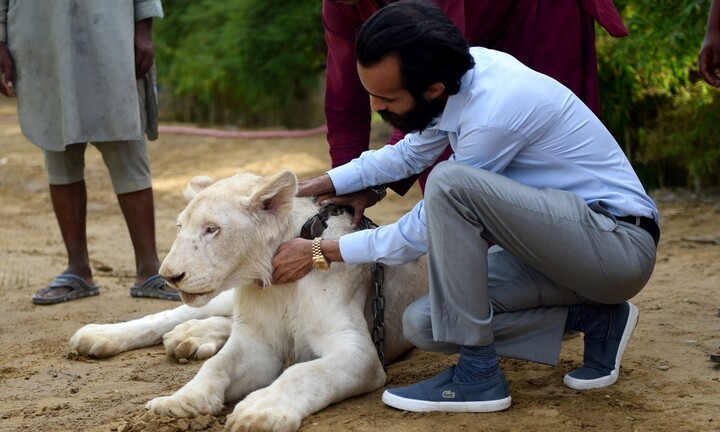 Mốt nuôi sư tử làm thú cưng của đại gia Pakistan