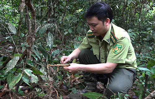 Quảng Nam bảo vệ nghiêm ngặt rừng sâm ba kích tím mới phát hiện