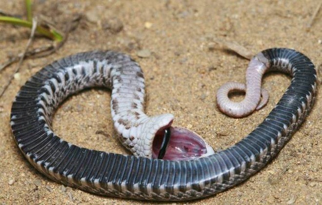 Video: Loài rắn có khả năng giả chết đau đớn để đánh lừa kẻ thù