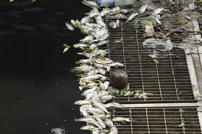 Sông Tô Lịch nước đen, xuất hiện cá chết dạt vào bờ khi dừng xả nước hồ Tây