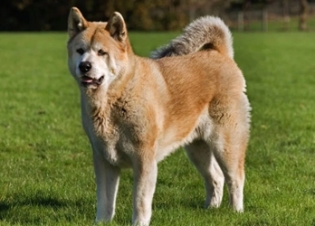 Bé gái 2 tuổi suýt mù mắt do bị chó cắn