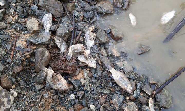 Cá chết xếp lớp, người nuôi cá lồng bè ở lòng hồ thủy điện hoang mang