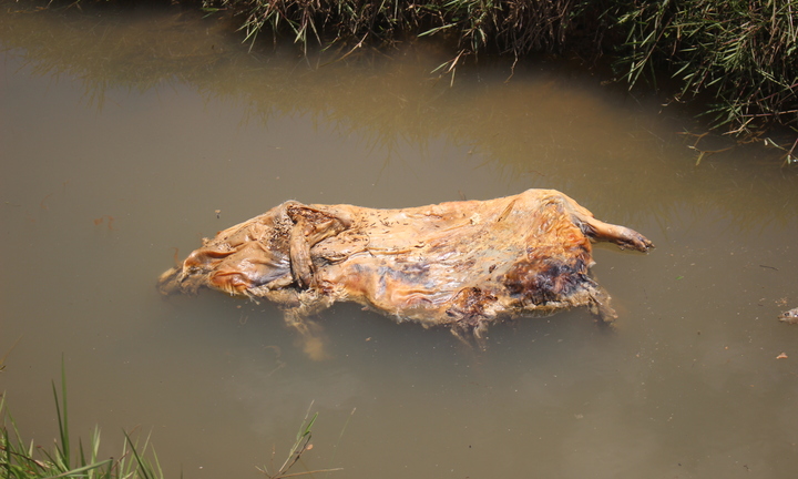 Người dân Quảng Nam lén lút vứt lợn chết xuống kênh