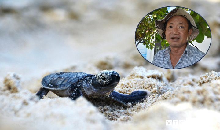 Hành trình xúc động đưa trứng rùa biển từ Côn Đảo về Cù Lao Chàm ấp nở của 'vua rùa'