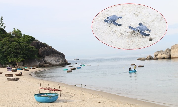 Trắng đêm xem loài rùa quý hiếm nhất đại dương chui ra khỏi trứng bò xuống biển