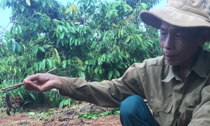 Theo chân người dân vào rẫy cà phê săn lùng loài vật nhỏ xíu nhưng cực độc