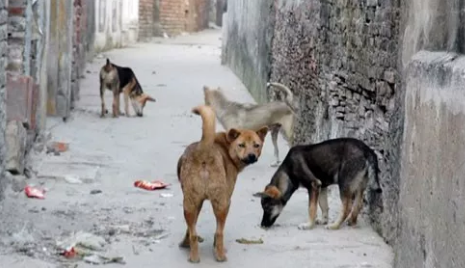 Bị chó của hàng xóm cắn, bé trai 10 tuổi thiệt mạng