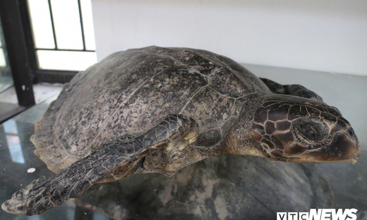 Chuyện chưa biết về những cuộc tàn sát rùa biển ở Cù Lao Chàm