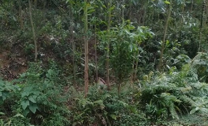 Đi đắp bờ ruộng, phát hiện thi thể đang thối rữa trong rừng keo