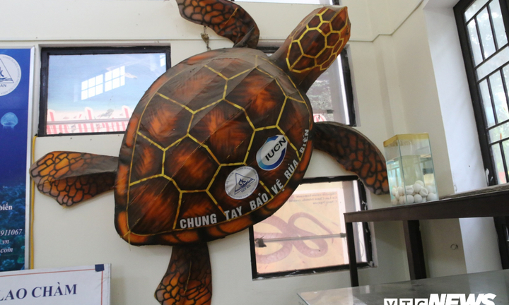Hành trình độc đáo hồi sinh loài rùa khổng lồ quý hiếm của đại dương ở Cù Lao Chàm